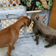 Illustration for article titled Cheetah Cub Meets Puppy BFF
